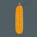 corn corn corn vegetables crops grain 3d model