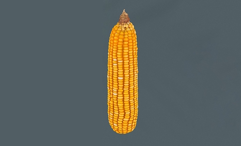 corn vegetables crops grain 3d model