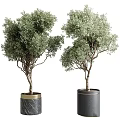 Stylish Garden Decor Featuring Potted Olive Trees in Black Cylindrical Pots with Gold Trim