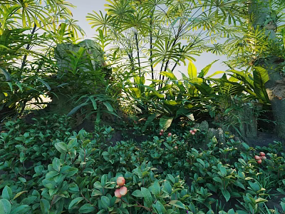 Lush Evergreen Shrubs With Green Leaves Red Fruits And Tropical Plants In Natural Garden 3d model