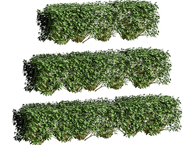 Lush Green Bushes With Dense Foliage In Multiple Rows For Garden Design 3d model