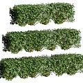 Lush Green Bushes With Dense Foliage In Multiple Rows For Garden Design