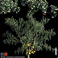 Garden Ornament Tree With Lush Green Leaves Yellow Fruits And Twiggy Branches