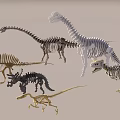 Dinosaur skeleton specimen 3d model