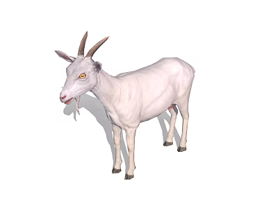 White Goat With Brown Horns And Yellow Eyes Standing Isolated 3d model