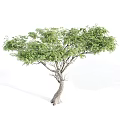 Two Acacia Trees As Garden Ornamental Plants For Outdoor Landscape Design