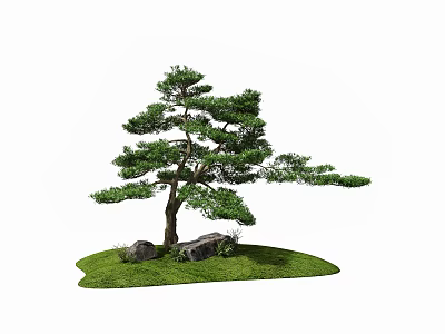 Lush Pine Tree in Natural Setting with Green Grass and Stones 3d model