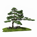 Lush Pine Tree in Natural Setting with Green Grass and Stones 3d model