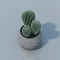 Indoor Bonsai Potted Plant With Three Cactus Shaped Plants In Gray Textured Pot