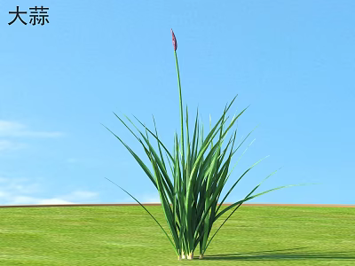Garlic Vegetables Crops Plants 3d model