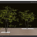 Two Ornamental Trees With Lush Green Leaves In Garden Landscape Design