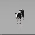 Black And White Cow Standing On Reflective Surface With Gray Background 3d model