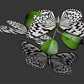 Stunning Black and White Patterned Butterflies on Fresh Green Leaf with Small Caterpillar