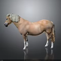 Light Brown Horse With White Mane And Tail Standing On Dark Background With Reflection 3d model