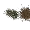Various Grasses With Different Forms And Natural Colors Showcased In Multiple Clusters