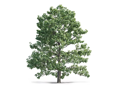 Lush Green Arbor With Dense Foliage And Straight Trunk In Natural Scene 3d model