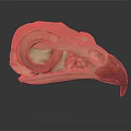Medical Device Bird Skull Anatomical Model With Textured Surface For Educational Training 3d model