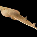 Light Brown Ray Fish With Flat Body And Long Tail Against Black Background 3d model