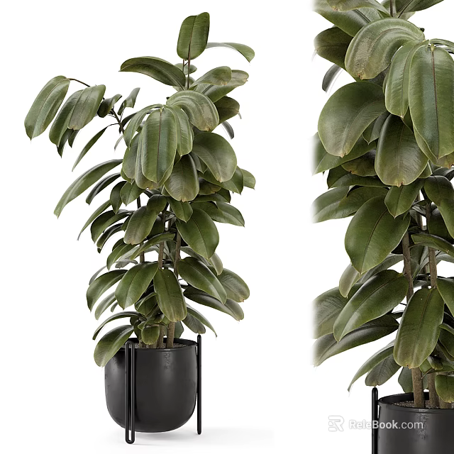 Potted Bonsai Plant With Green Large Leaves In Black Pot For Indoor Decoration 3d model 