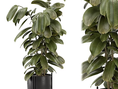 Potted Bonsai Plant With Green Large Leaves In Black Pot For Indoor Decoration 3d model