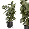 Potted Bonsai Plant With Green Large Leaves In Black Pot For Indoor Decoration