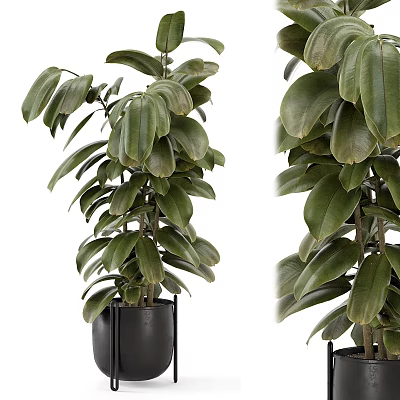 Potted Bonsai Plant With Green Large Leaves In Black Pot For Indoor Decoration 3d model