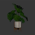 Large Leaf Monstera Plant In Decorative Pot With Wooden Stand