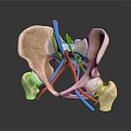 Anatomical Pelvis 3D Model With Detailed Vascular Structure And Colored Blood Vessels