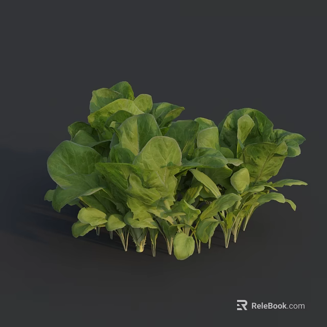 Fresh Green Leafy Vegetables with Vibrant Leaves and Tender Stems on Dark Background 3d model 