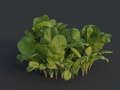 Fresh Green Leafy Vegetables with Vibrant Leaves and Tender Stems on Dark Background 3d model