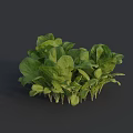 Fresh Green Leafy Vegetables with Vibrant Leaves and Tender Stems on Dark Background