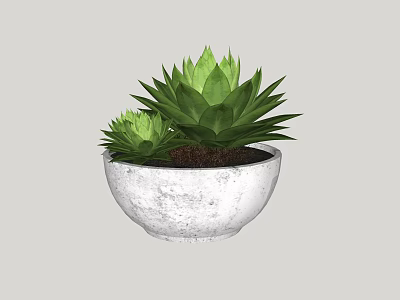 Two Green Succulent Plants with Fleshy Leaves in White Concrete Pot 3d model