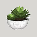 Two Green Succulent Plants with Fleshy Leaves in White Concrete Pot