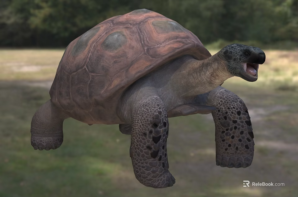 Giant Tortoise In Natural Outdoor Setting 3d model 