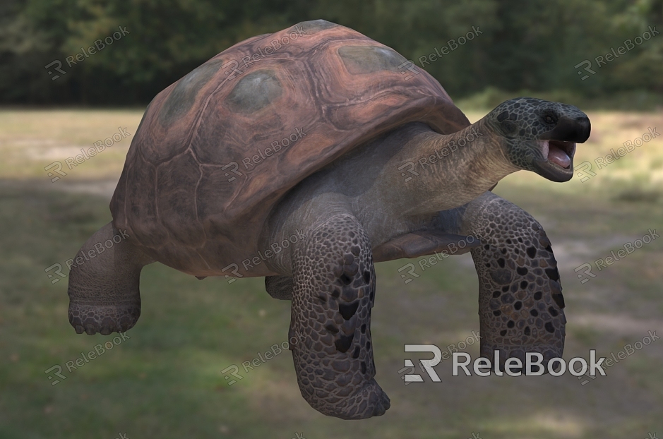 Giant Asian Turtle Great Oriental Turtle Atlas Giant Turtle Animal Creatures model