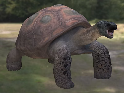 Giant Tortoise In Natural Outdoor Setting 3d model