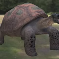 Giant Tortoise In Natural Outdoor Setting 3d model