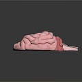 High Quality Medical Anatomical Brain Model With Detailed Organ Structure On Reflective Surface
