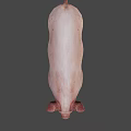 Realistic Standing Pink Pig With Ears Snout And Dark Background Shadow