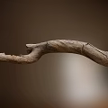 Natural Curved Weathered Wooden Branch With Textured Surface And Smooth Grain