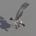Flying Animal Bird With Black And White Spotted Feathers Spread Wings Standing On Ground