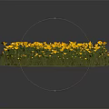 Vibrant Yellow Flowering Plants with Green Leaves in Lush Fresh Cluster