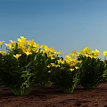 Vibrant Shrubs With Yellow Flowers Against Clear Blue Sky And Brown Ground