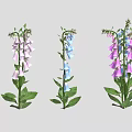 Colorful Foxglove Plants With Pink Blue Purple Flowers And Green Leaves On White Background