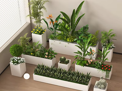 Various Bonsai Potted Plants Indoor Display With White Pots Green Foliage And Wooden Floor 3d model