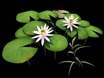 Pink Water Lily Aquatic Plant with Green Lily Pads in Fresh Pond Garden 3d model