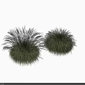 Ornamental Grasses Decorative Plant Arrangement for Outdoor Garden with Green Lawn and Black Wall