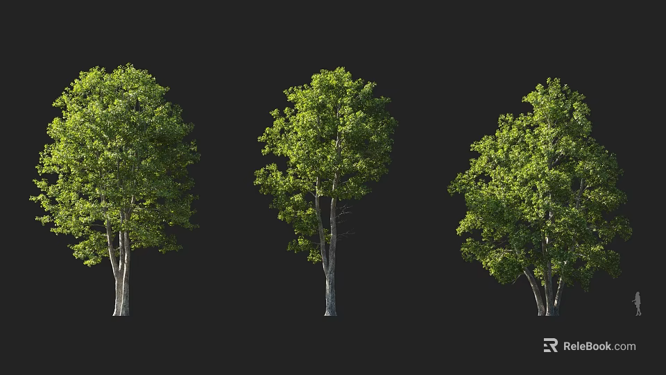 Three Lush Arbor Trees With Green Leaves And White Trunks On Black Background 3d model 