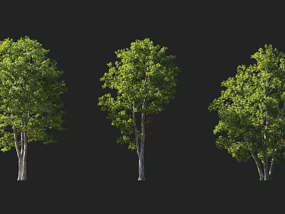 Three Lush Arbor Trees With Green Leaves And White Trunks On Black Background 3d model
