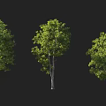 Three Lush Arbor Trees With Green Leaves And White Trunks On Black Background